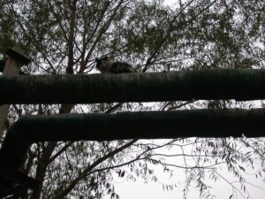 A cat on an outdoor pipe in the 798 Arts District, Beijing November 2006